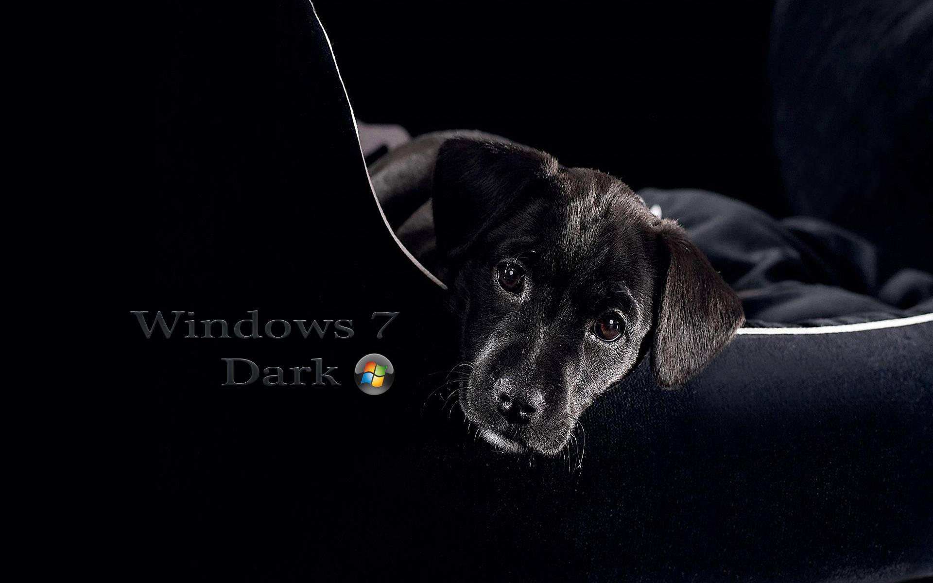 Windows 7 Dark dog · бесплатное фото
