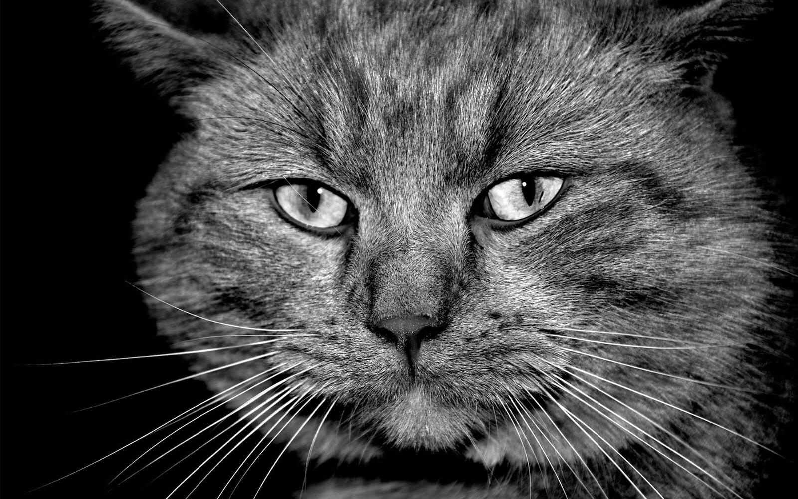 Бесплатное фото Морда черного кота