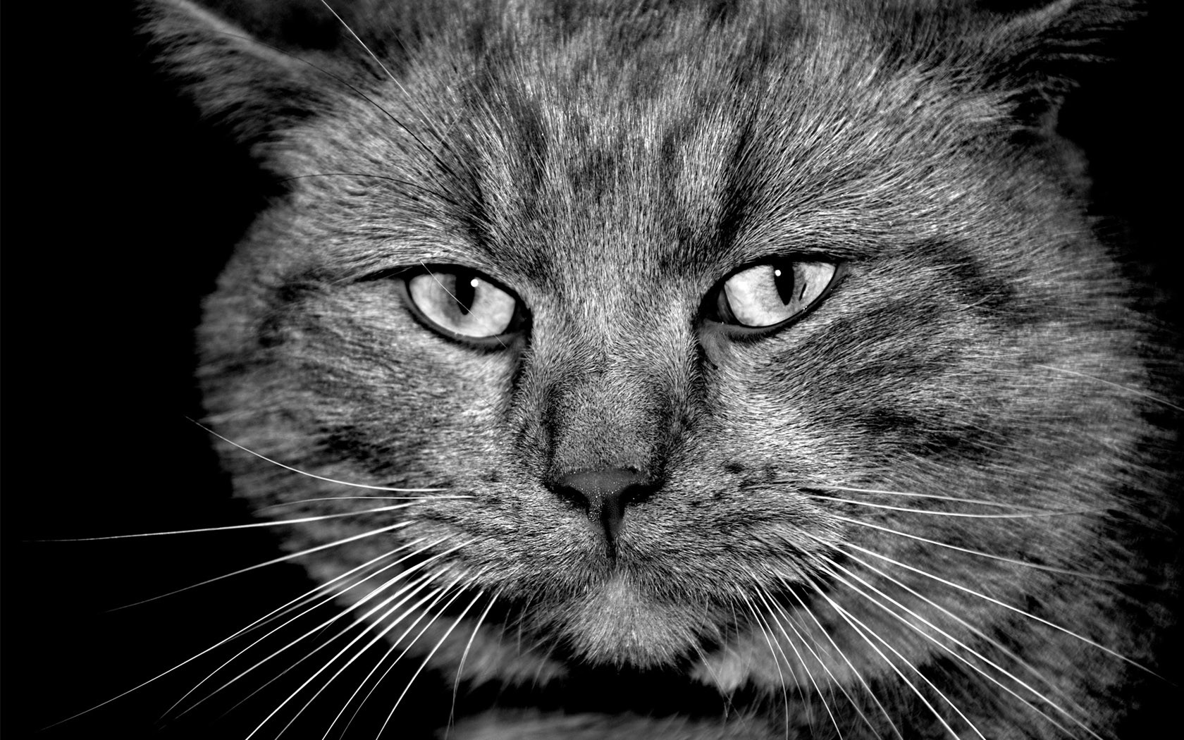 Морда черного кота · бесплатное фото
