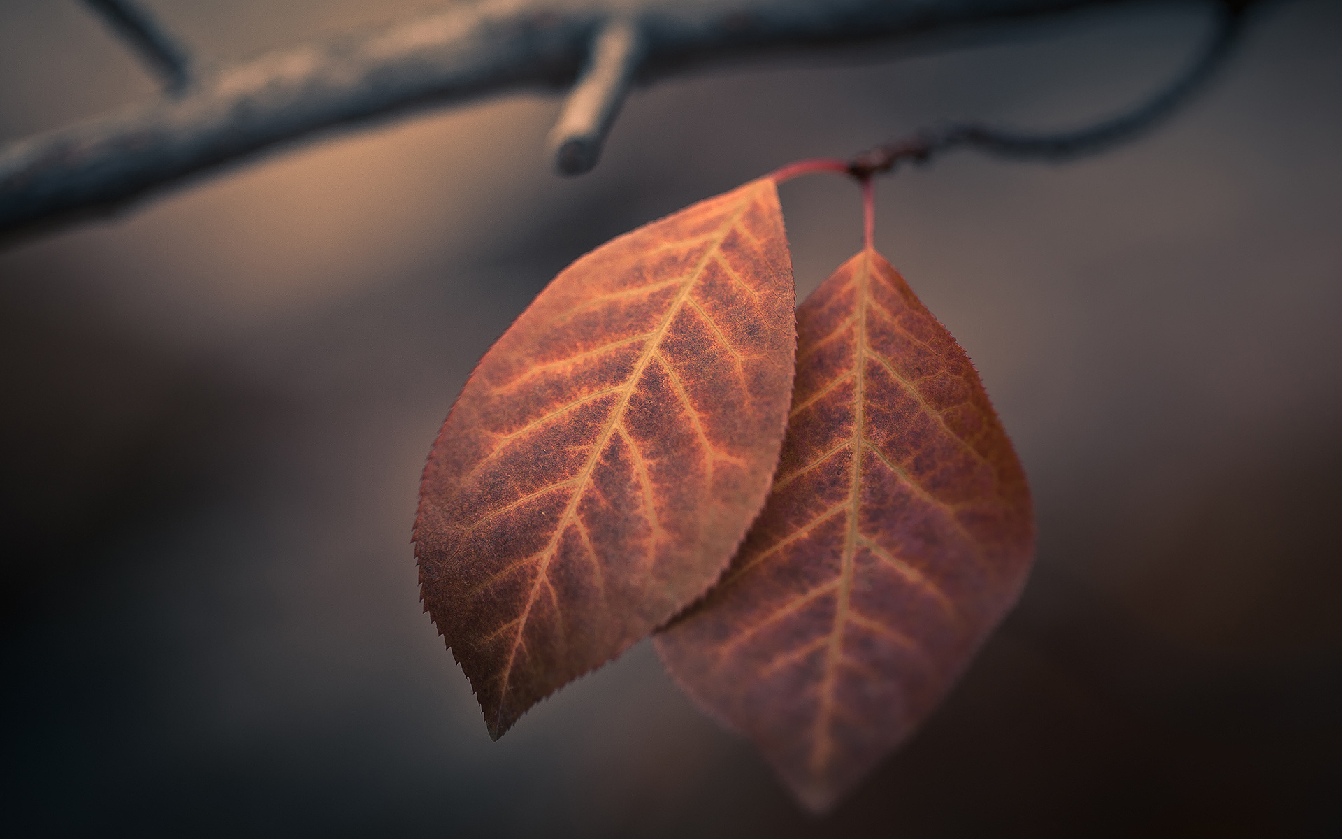 Wallpapers withered leaf branch of a tree nature on the desktop