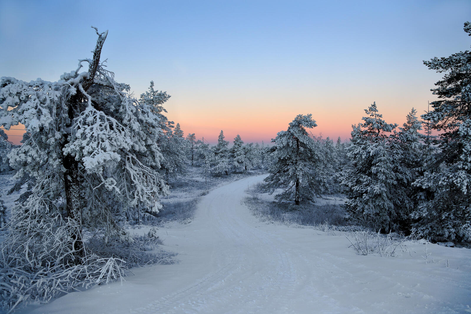 Обои снег на деревьях пейзажи зима на рабочий стол
