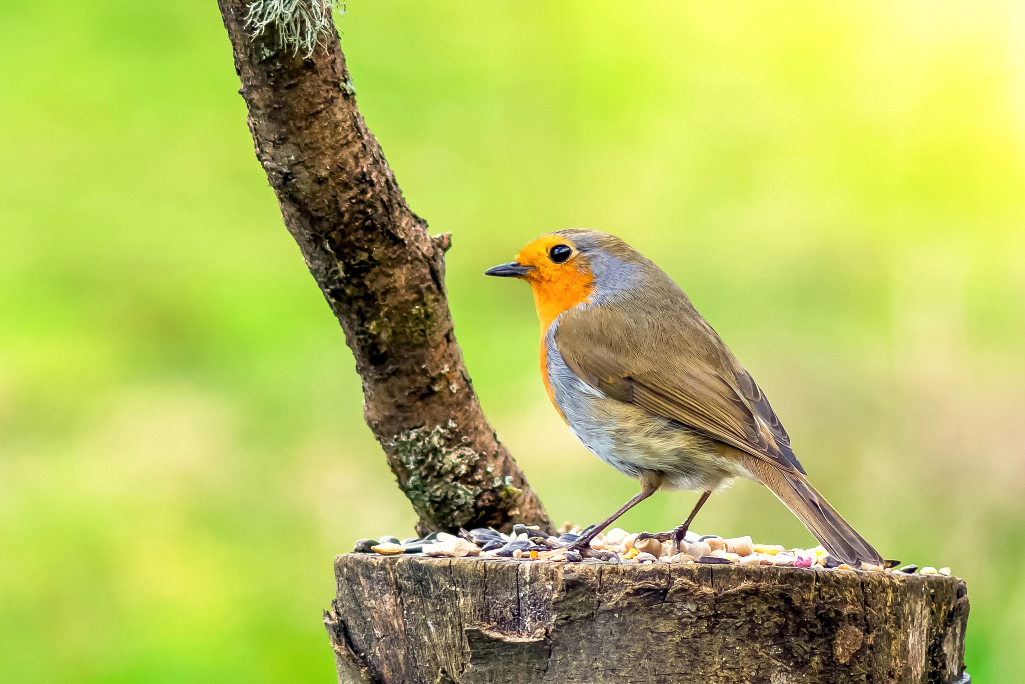 Фото бесплатно Robin, птица, птица на пне