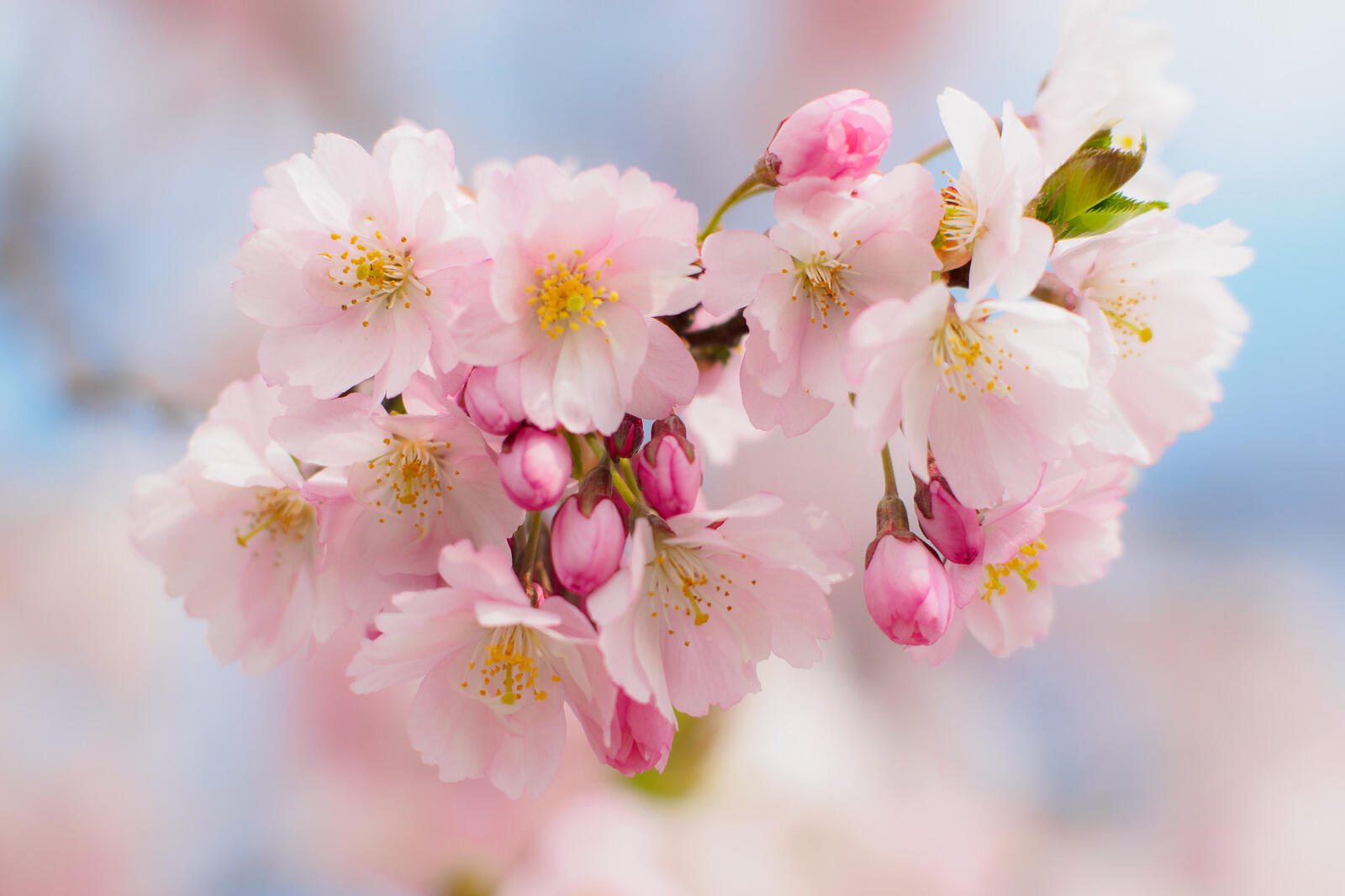 Wallpapers cherry blossom flora flowers on the desktop