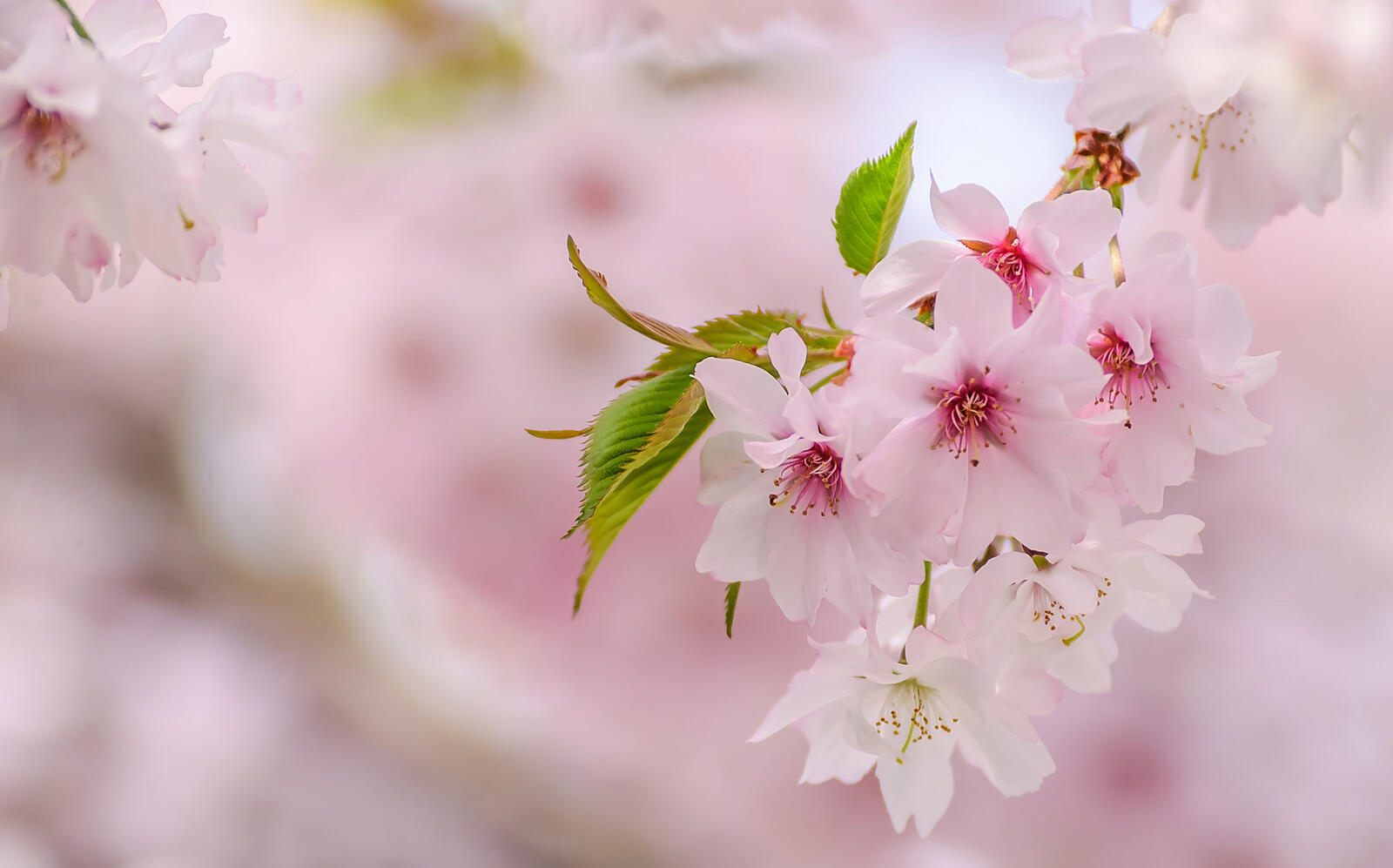 Обои флора сакура вишня цветет на рабочий стол