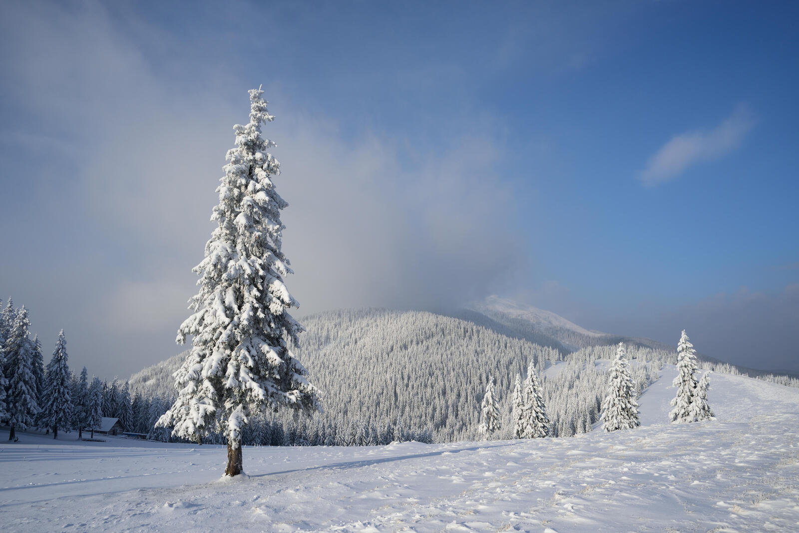 Обои снег на деревьях елки в снегу горы на рабочий стол