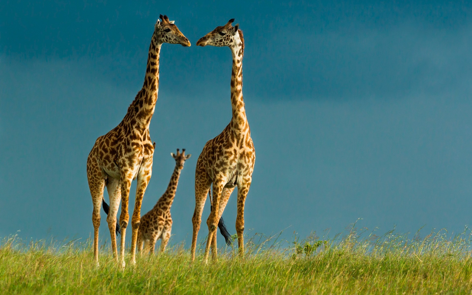 Wallpapers giraffes family cub on the desktop