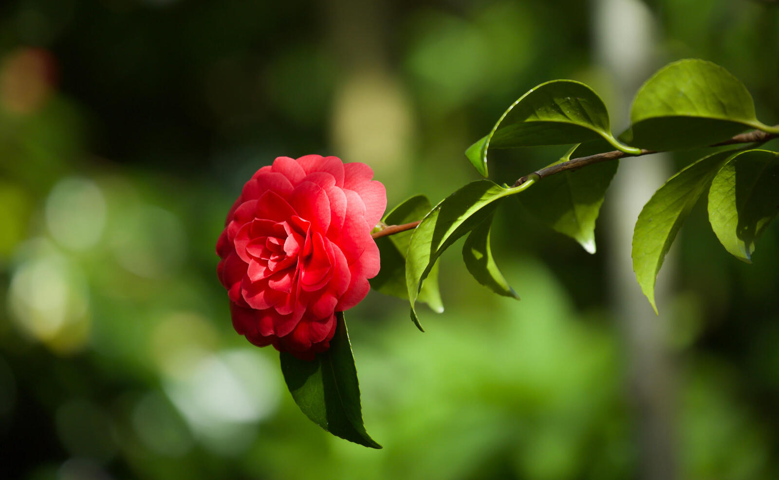 Wallpapers flora camellia red bud on the desktop
