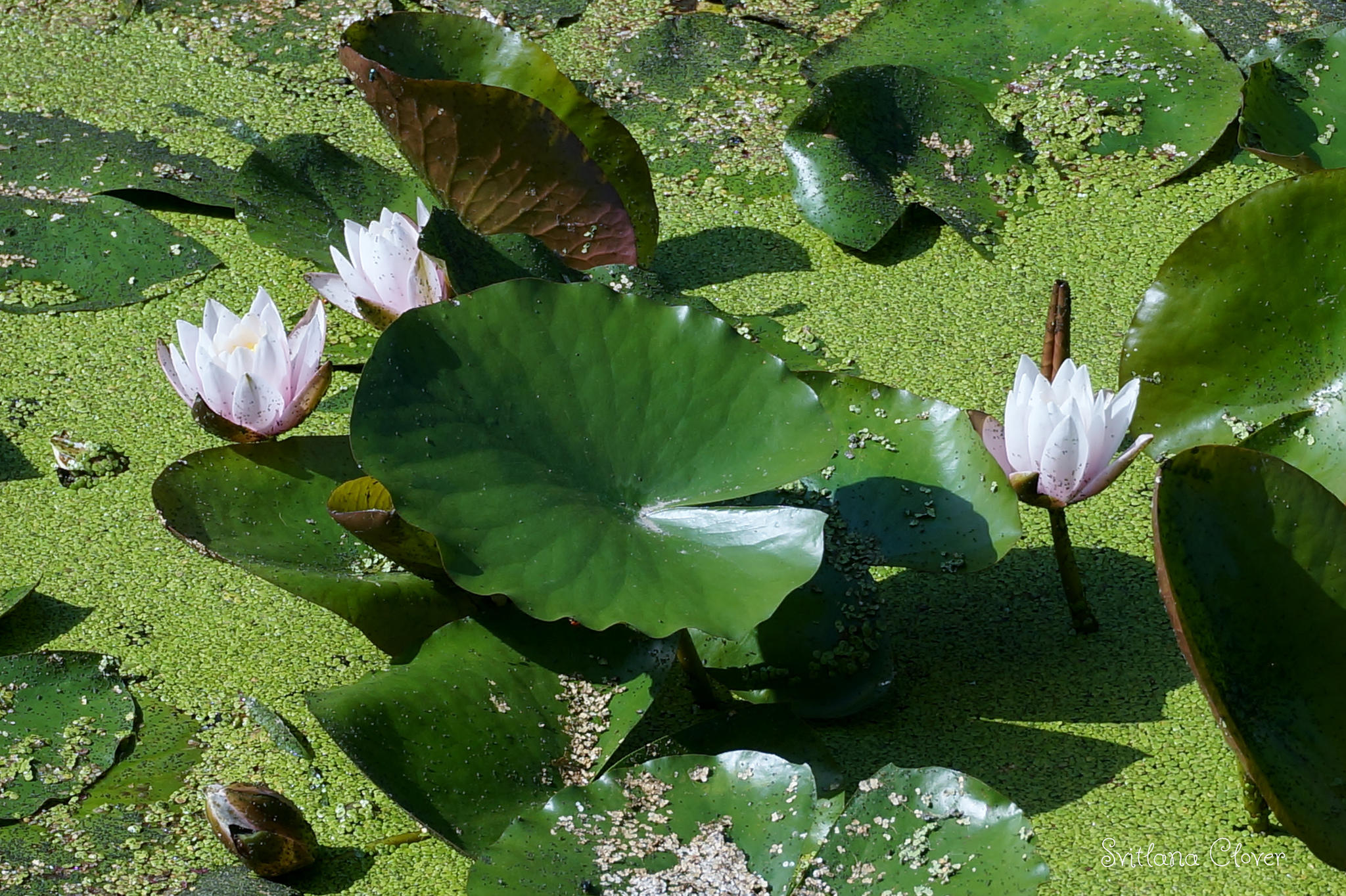 Фото бесплатно цветы, водоём, зеленые листья