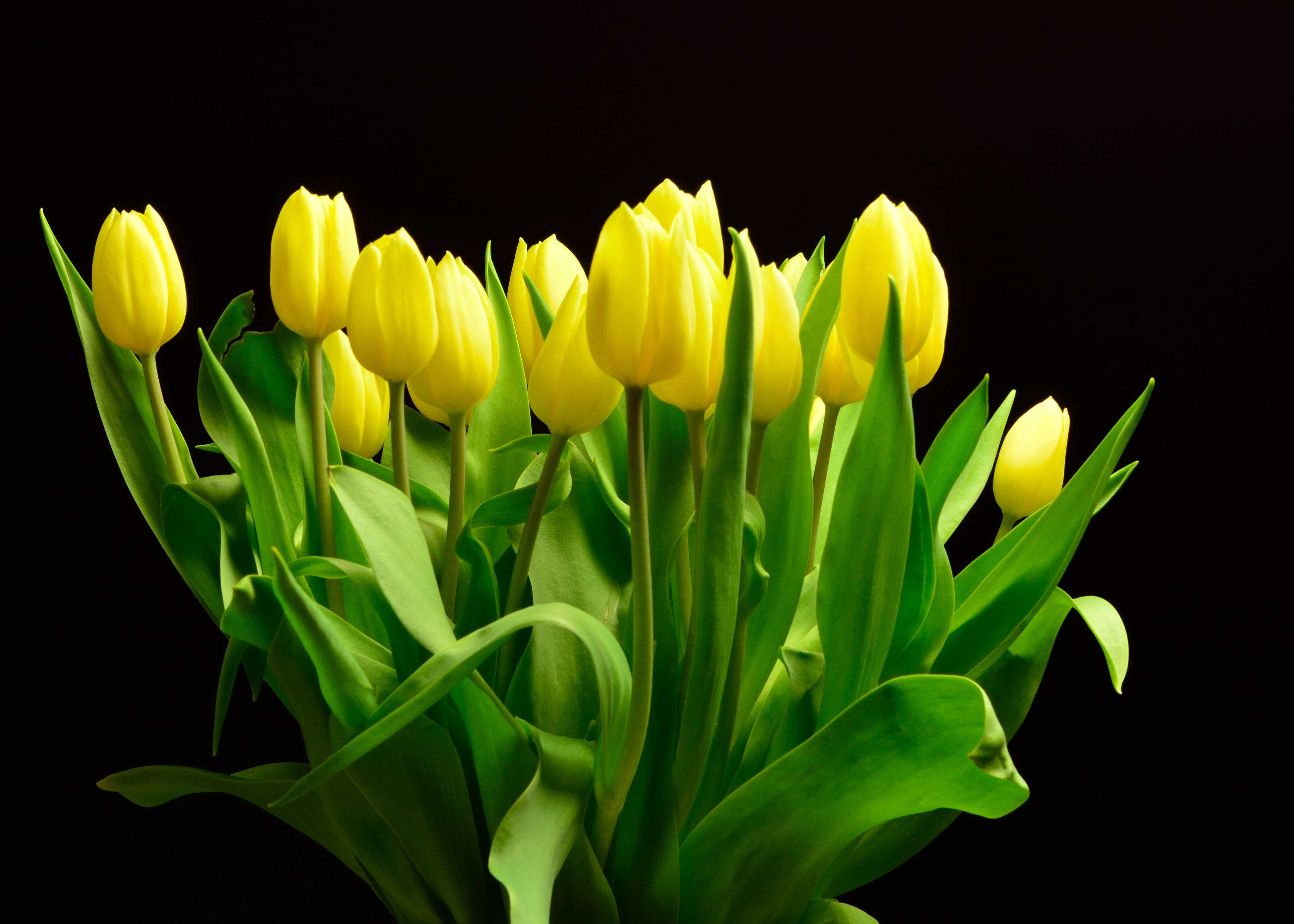 Photo free tulips, yellow petals, black background