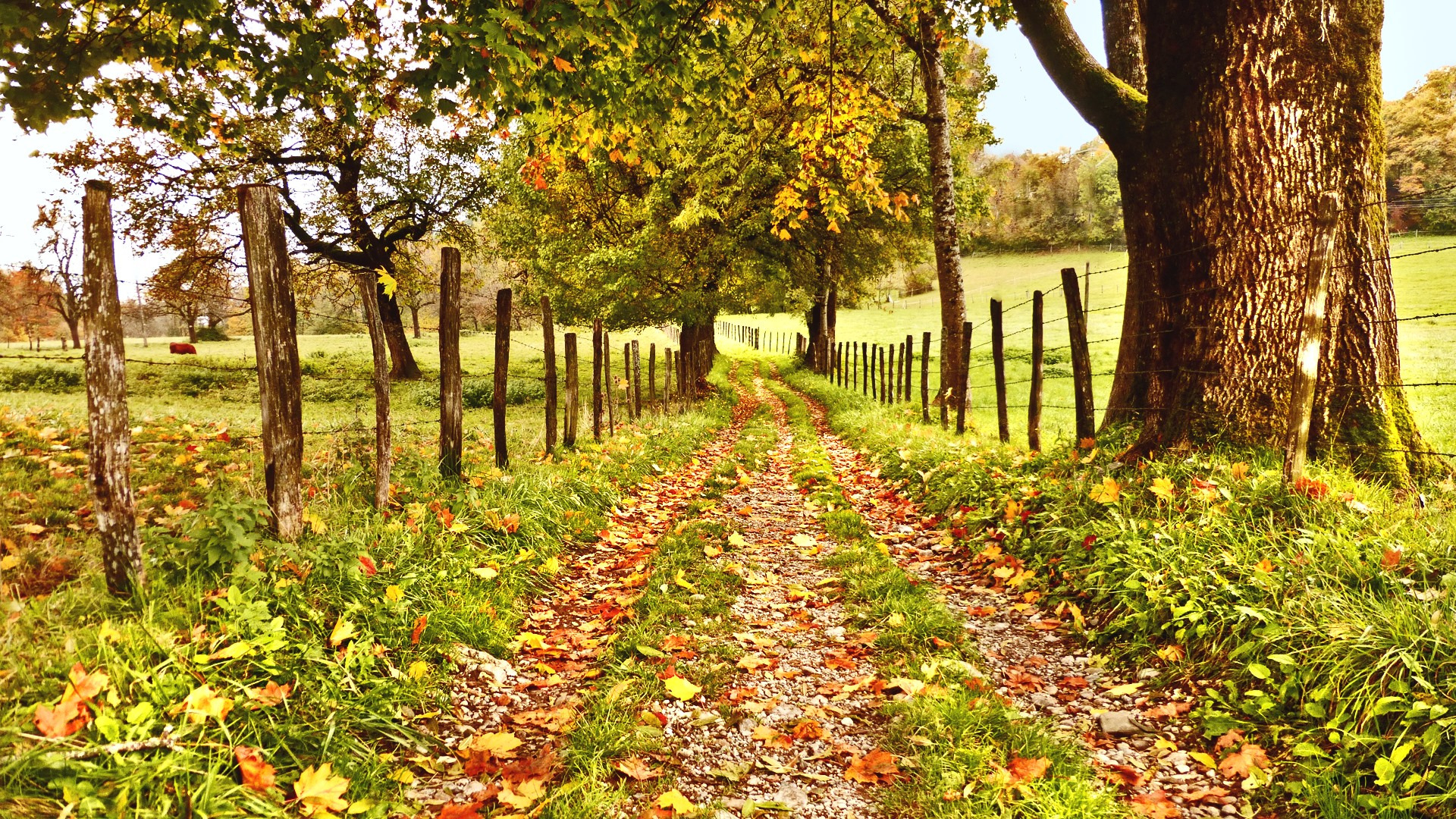 Фото бесплатно пейзаж, грунтовая дорога, осень