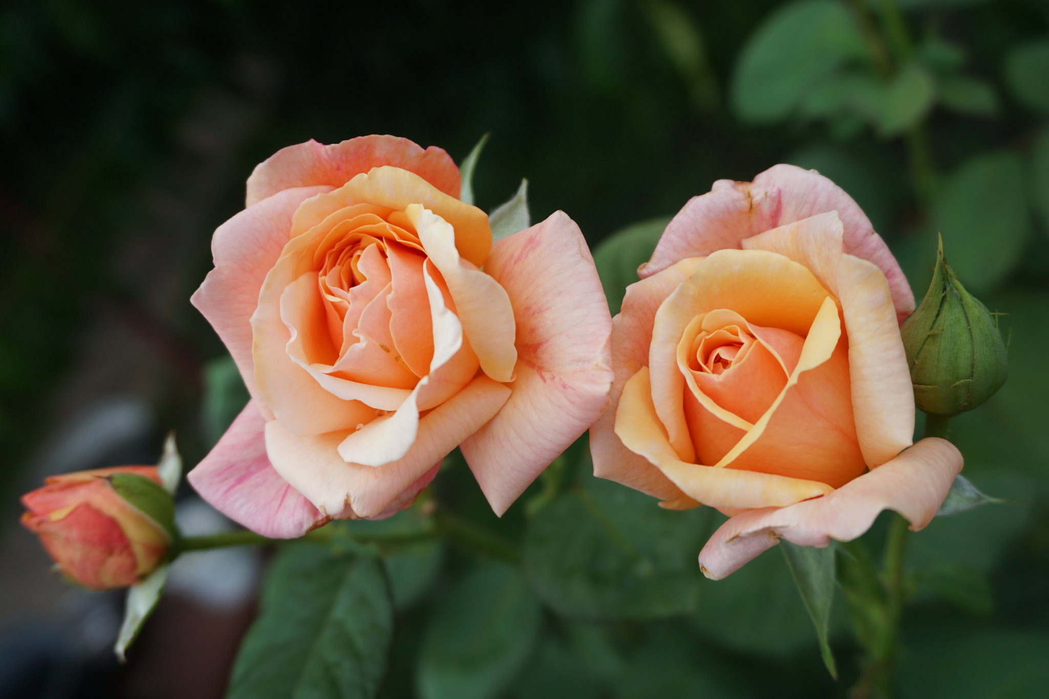 Фото бесплатно две розы, розы, цветы
