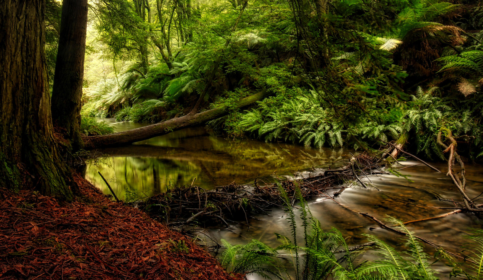 Wallpapers green leaves river in the forest greens on the desktop