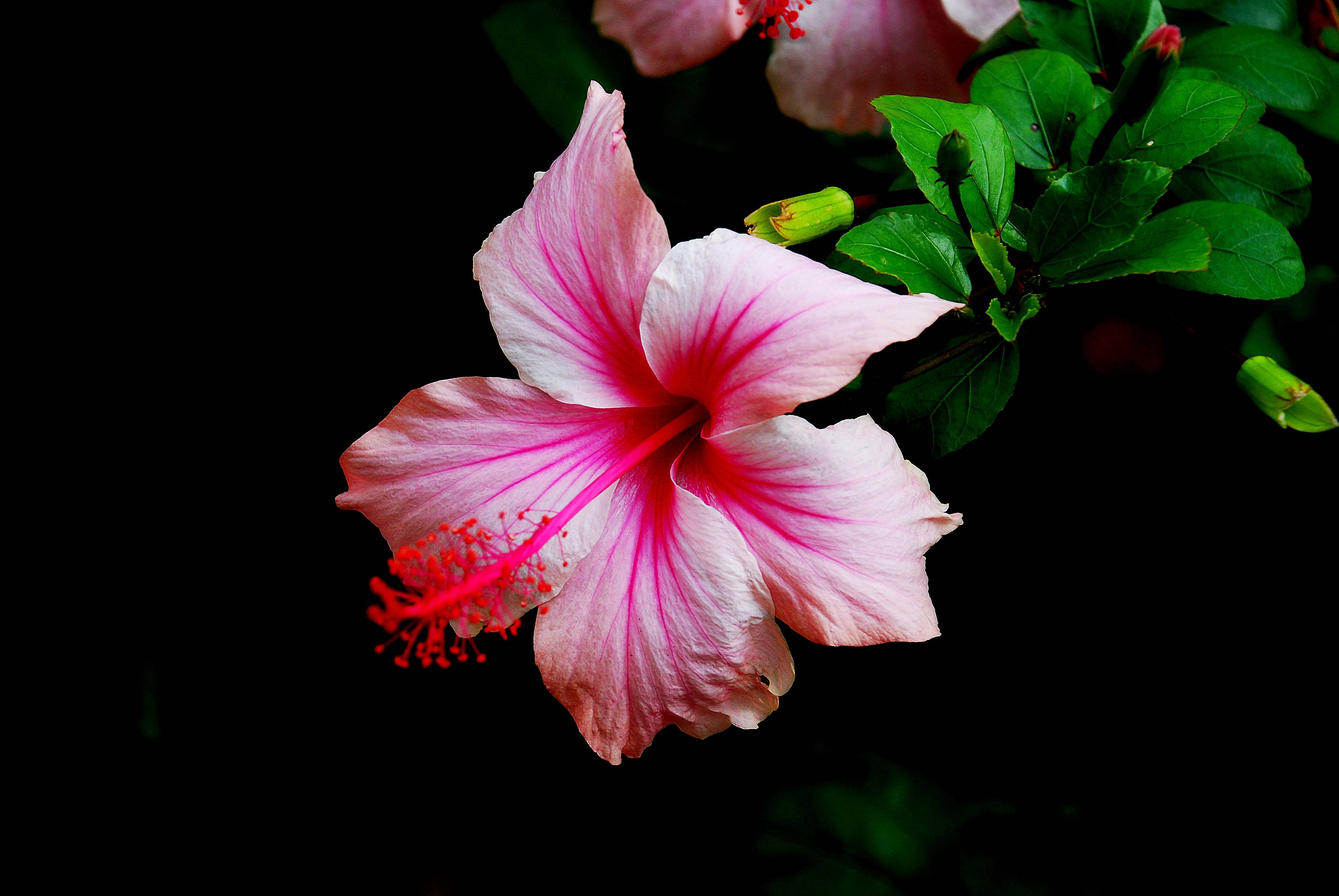 Фото бесплатно розовые лепестки, цветок, гибискус