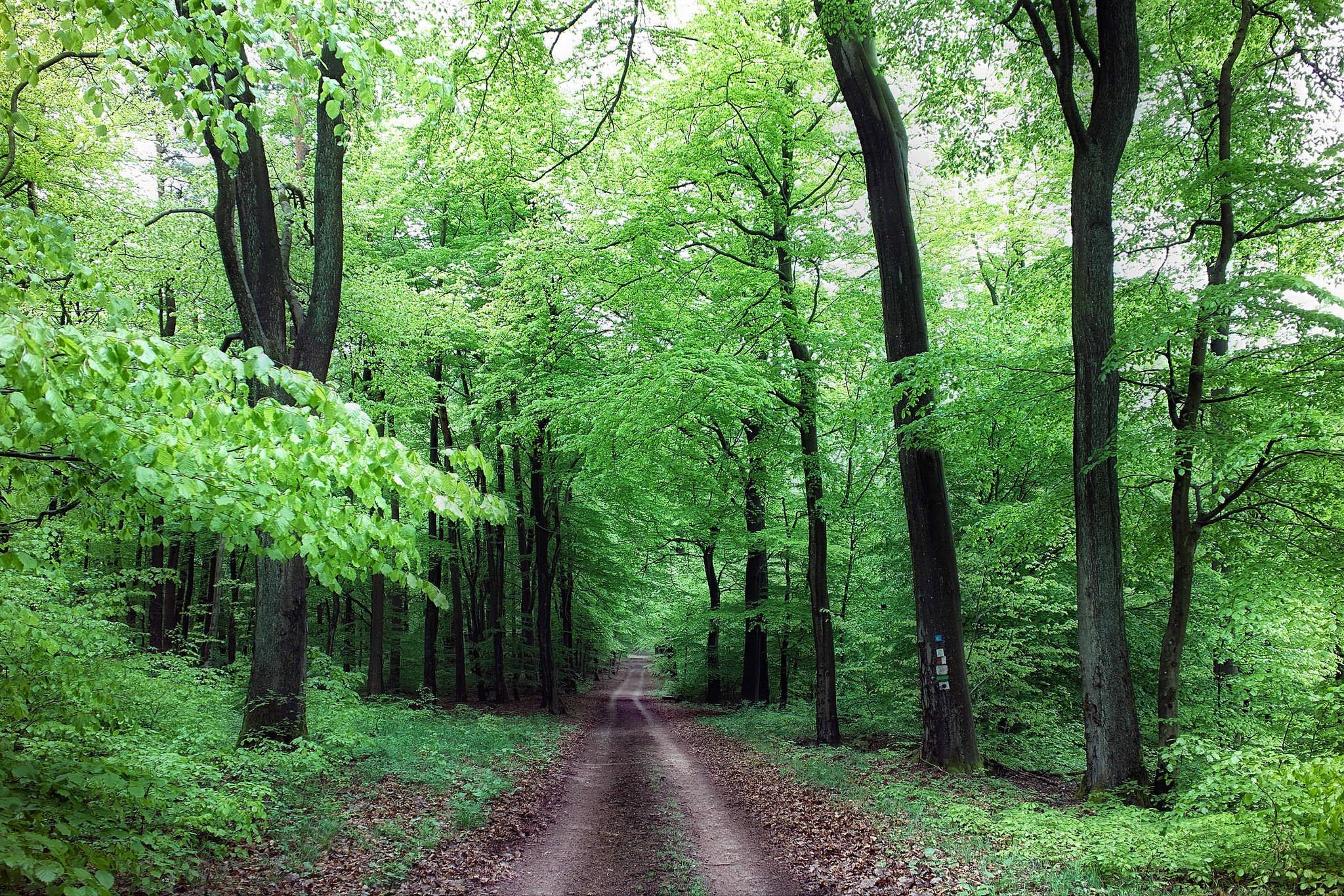 Wallpapers green foliage forest path summer on the desktop
