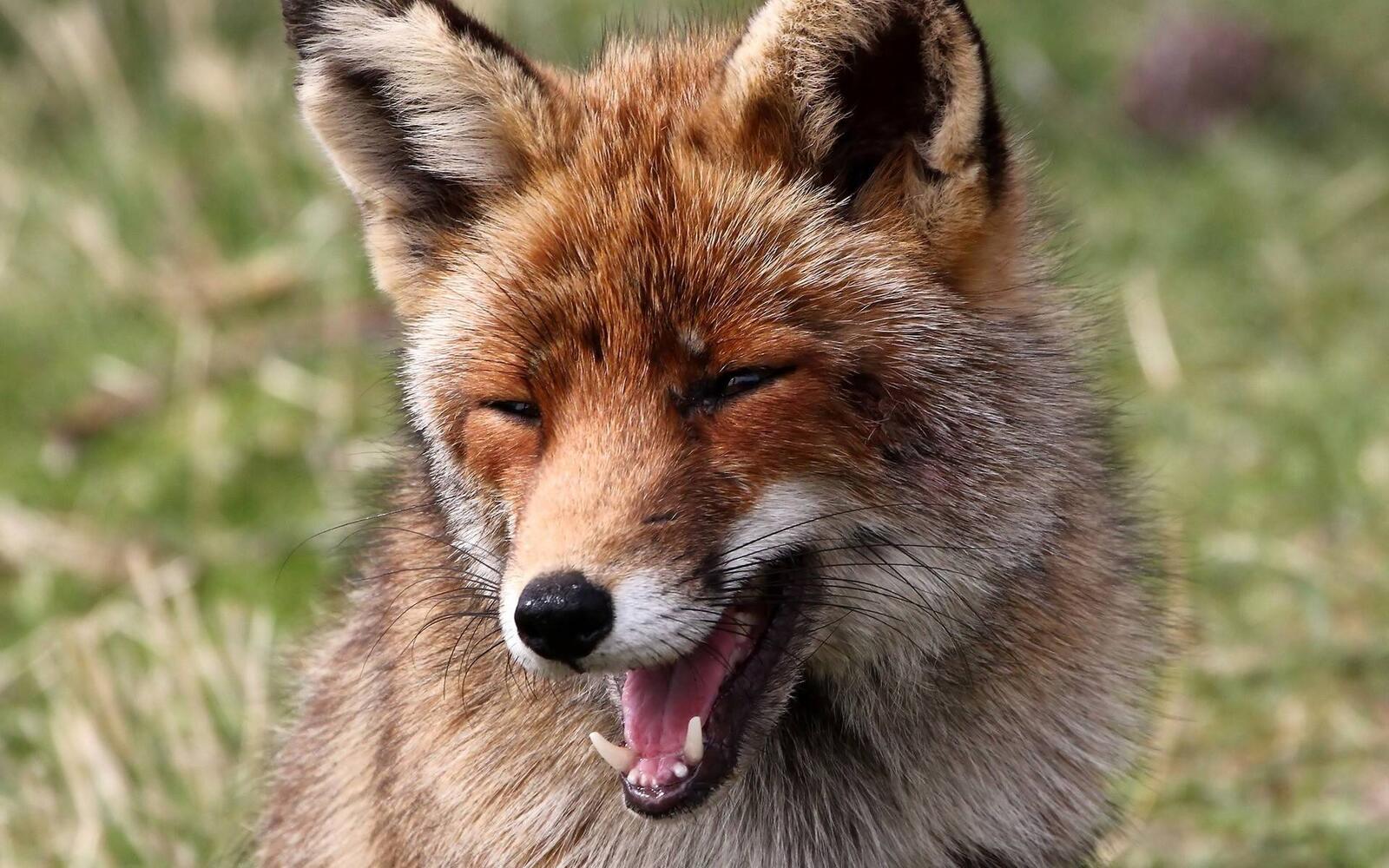 Wallpapers fox muzzle mouth on the desktop