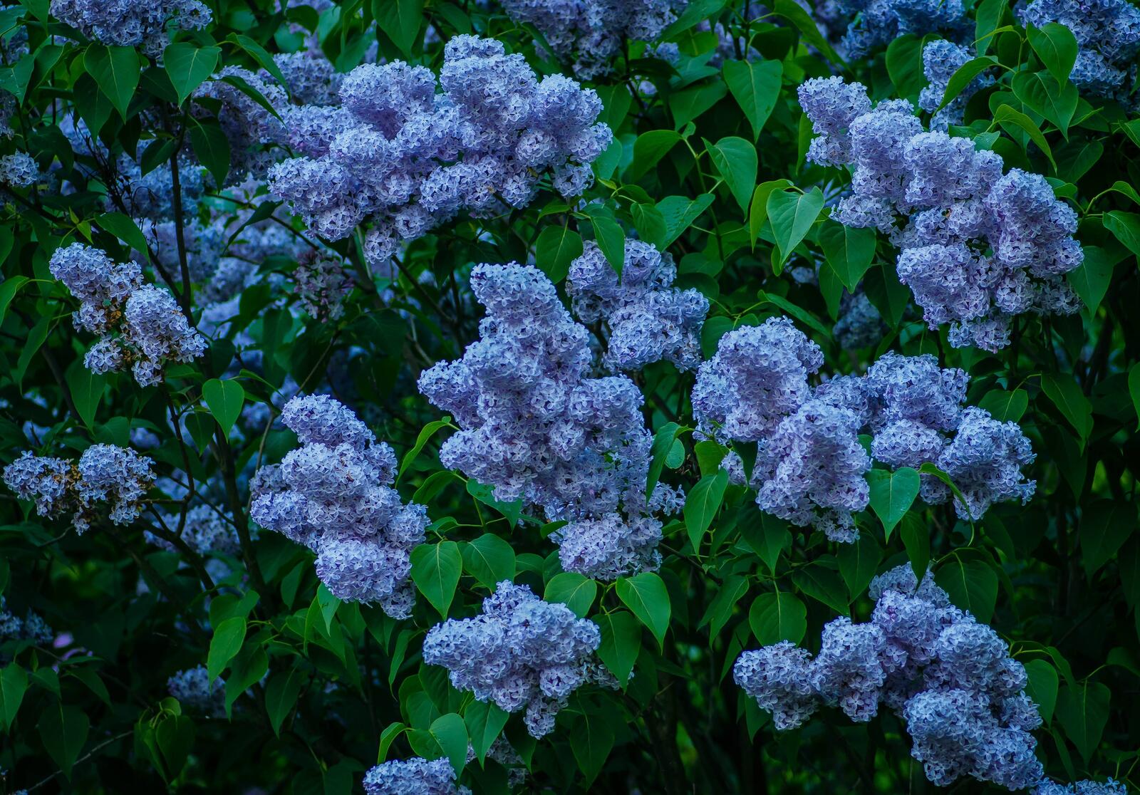 Wallpapers branches leaves lilac on the desktop