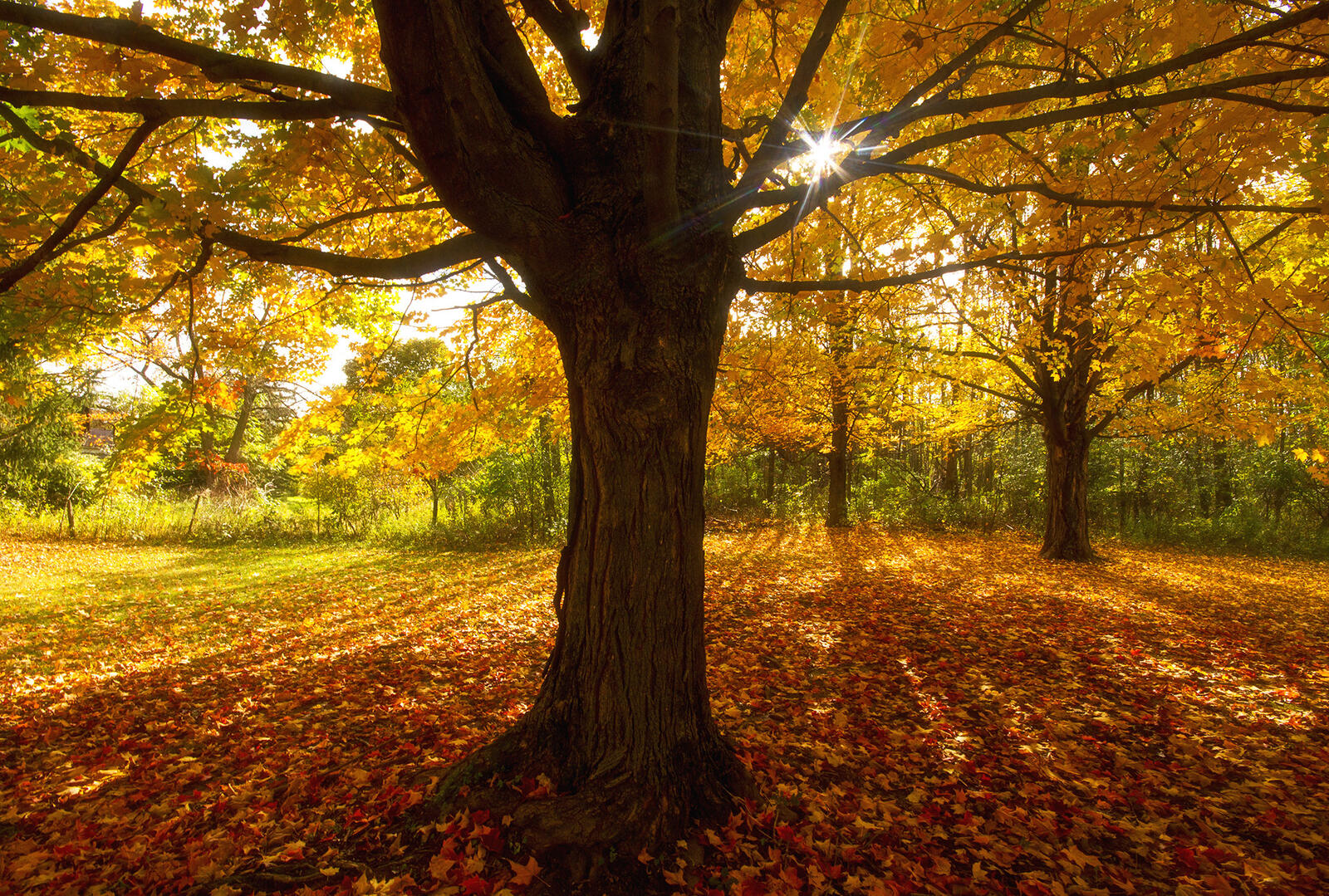 Wallpapers autumn glade trees on the desktop