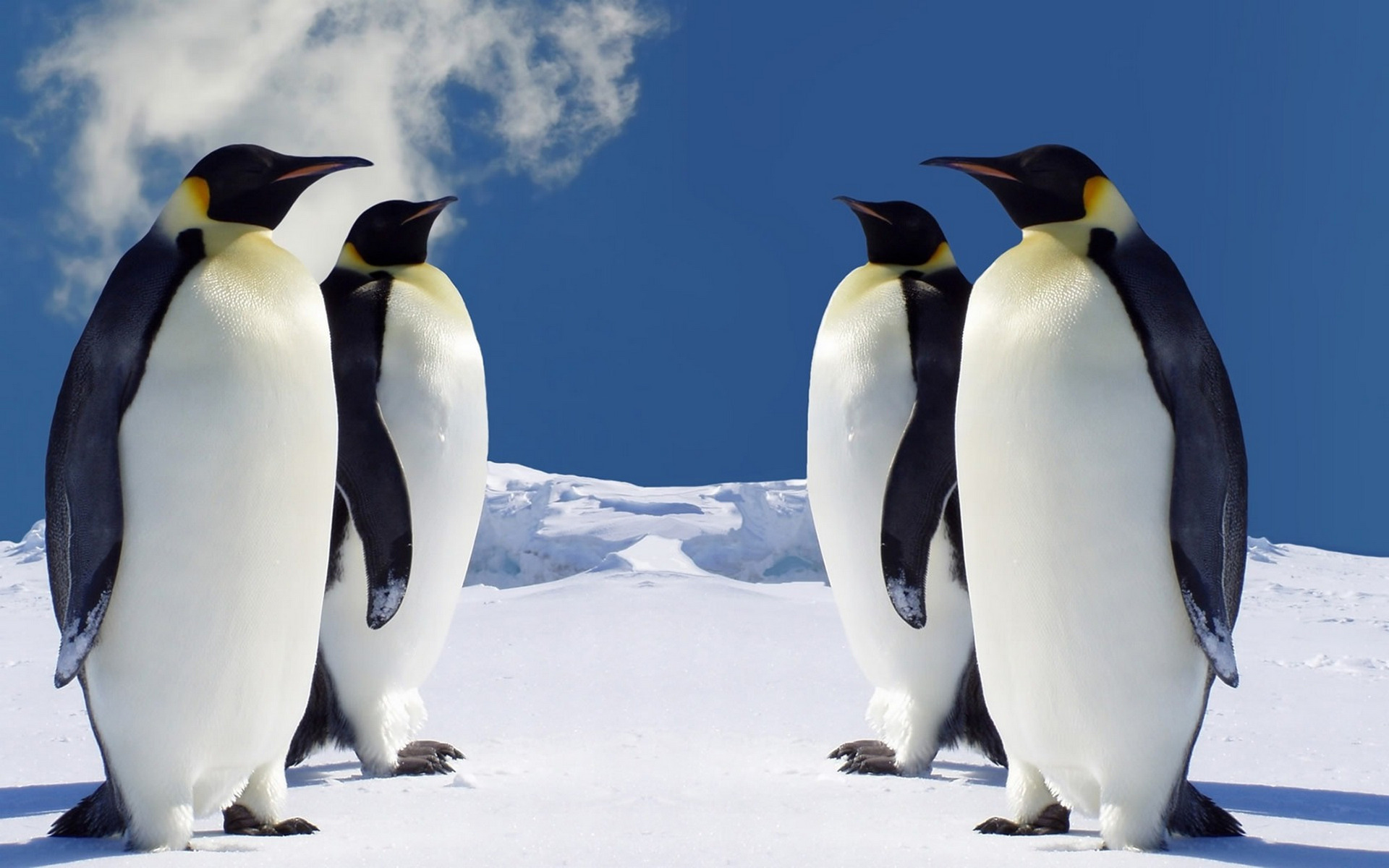 Wallpapers penguins beaks paws on the desktop