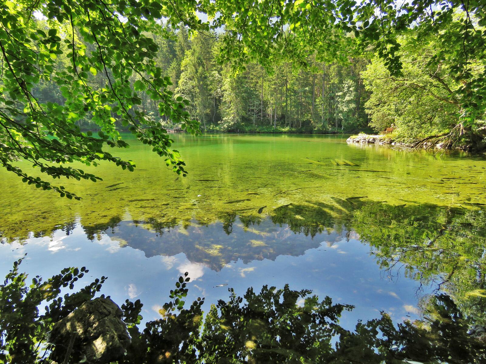 Обои Боденское озеро Германия лес на рабочий стол