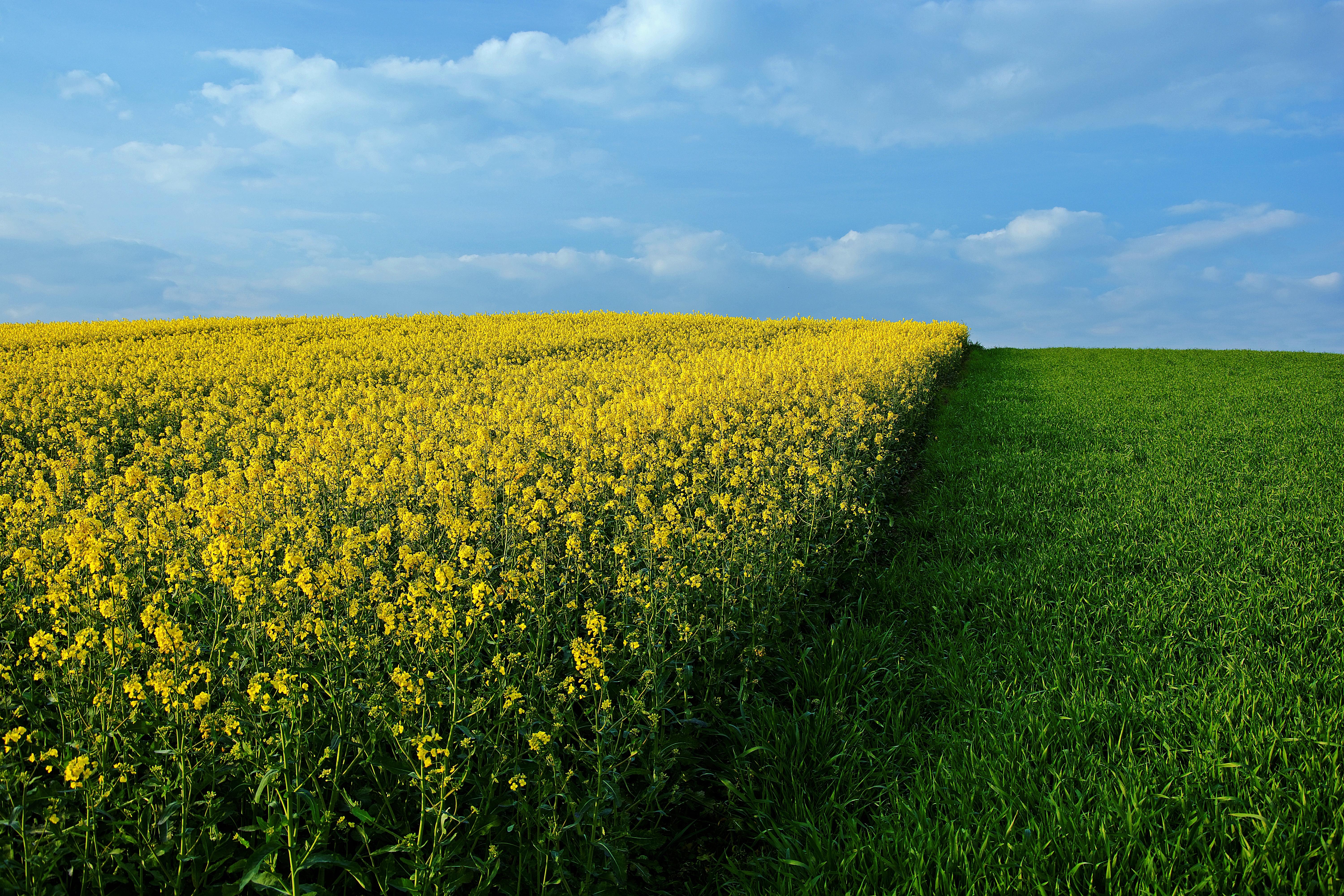 Фото бесплатно поле, полевые цветы, желтое поле