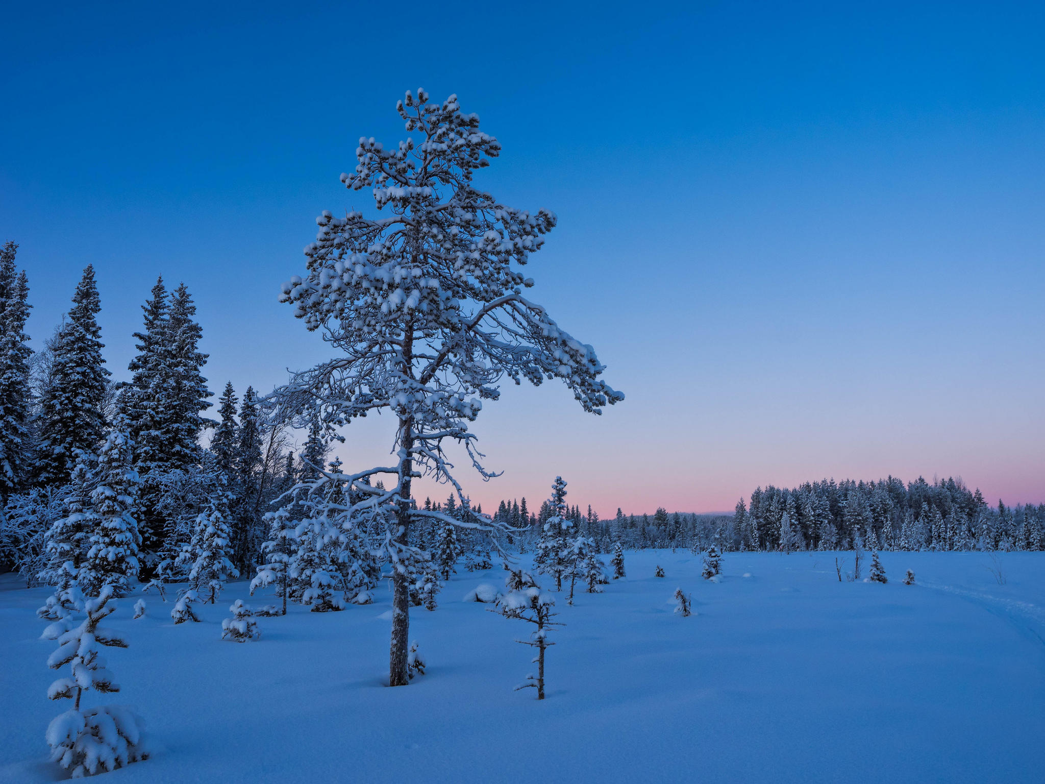 Фото бесплатно закат, снег на ветках, сугробы