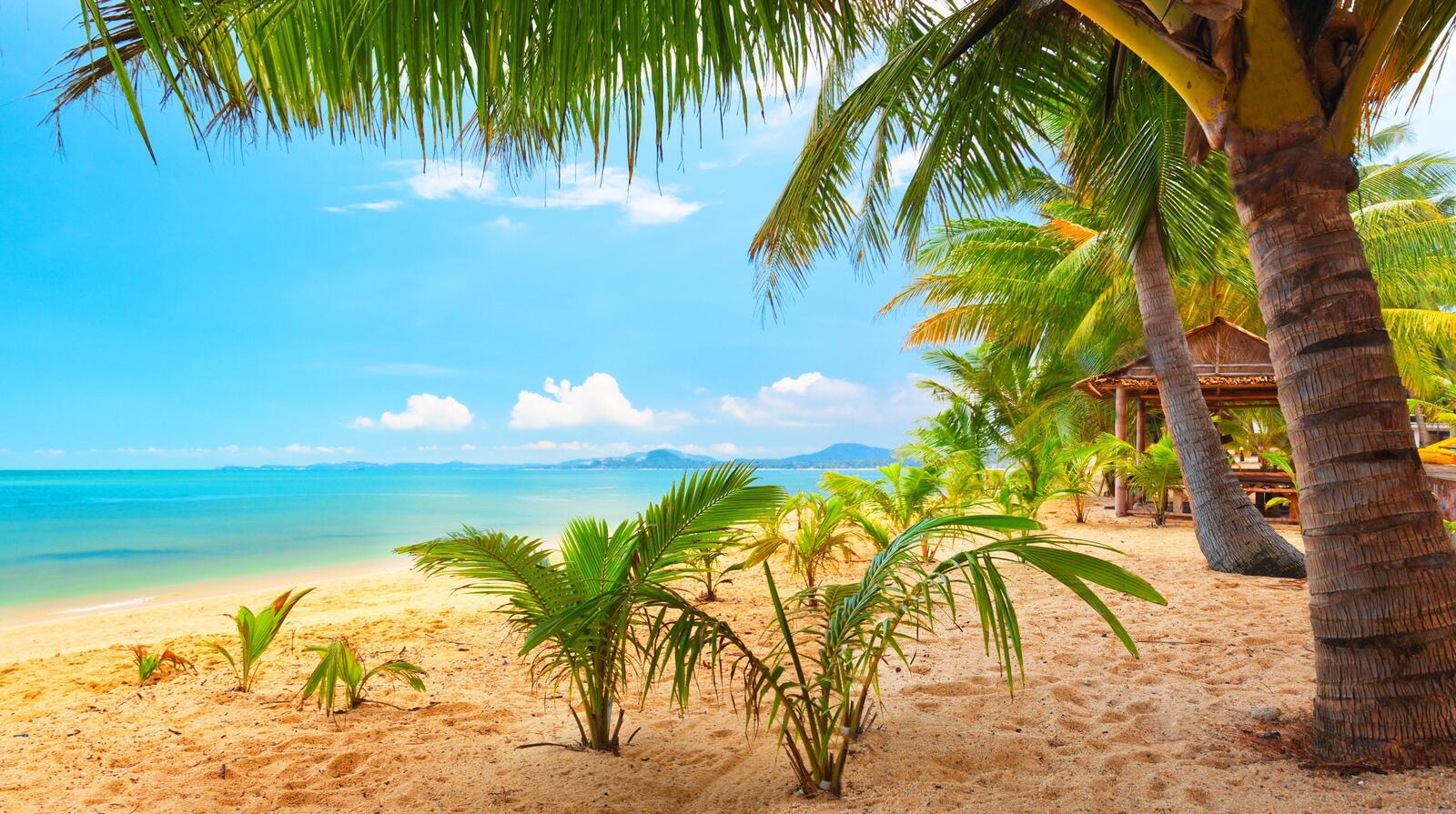 Обои пальмы пляж песок на рабочий стол