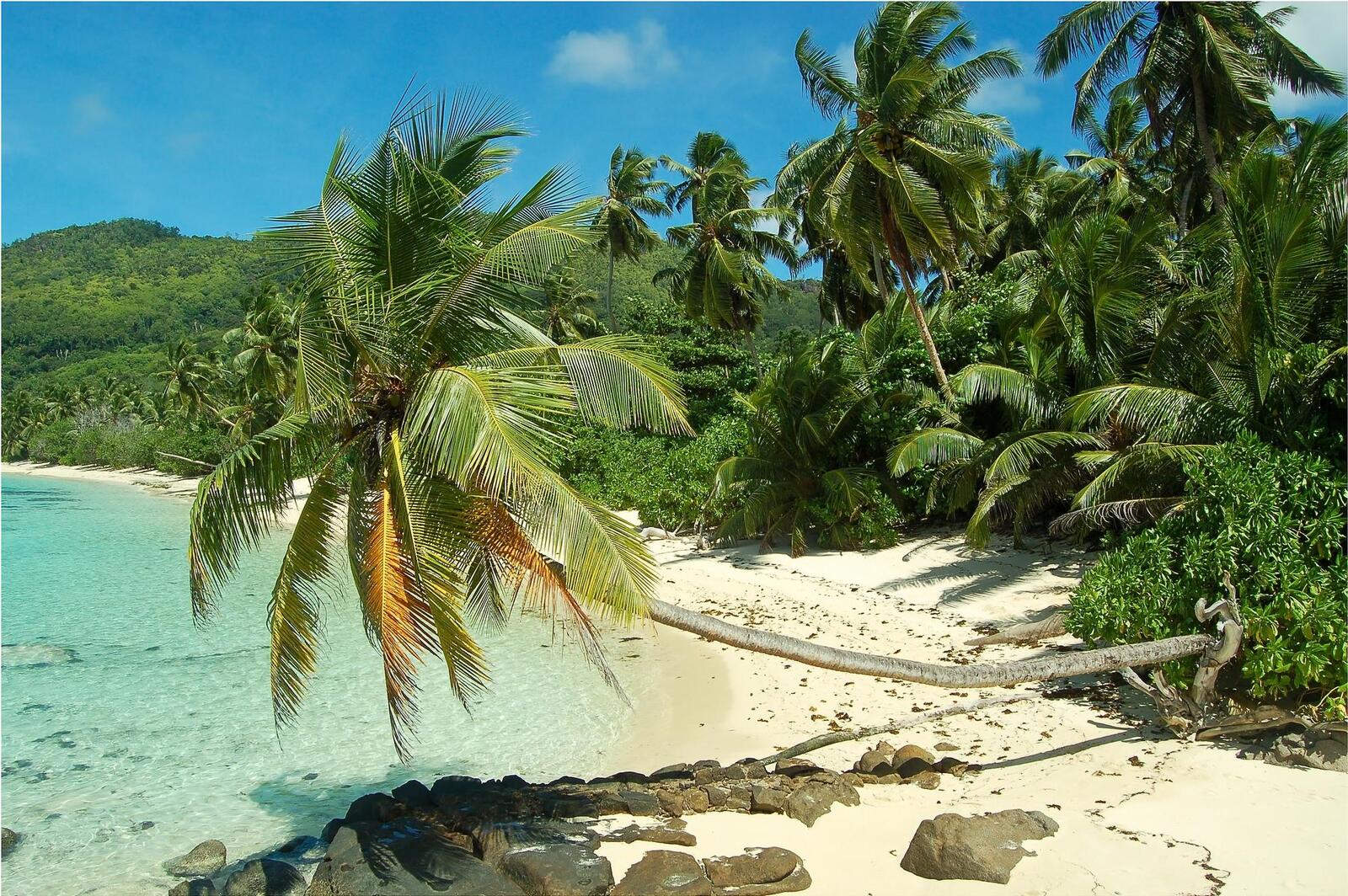 Wallpapers palm trees beach Seychelles on the desktop