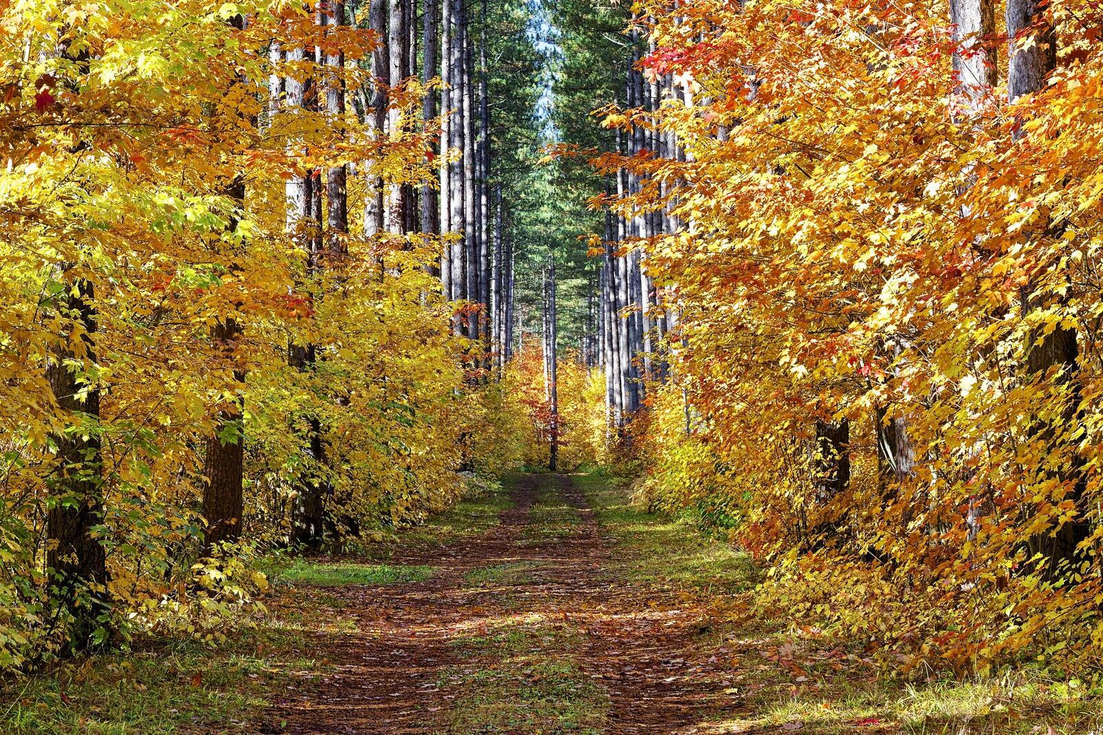 Обои пейзаж осень осенний лес на рабочий стол