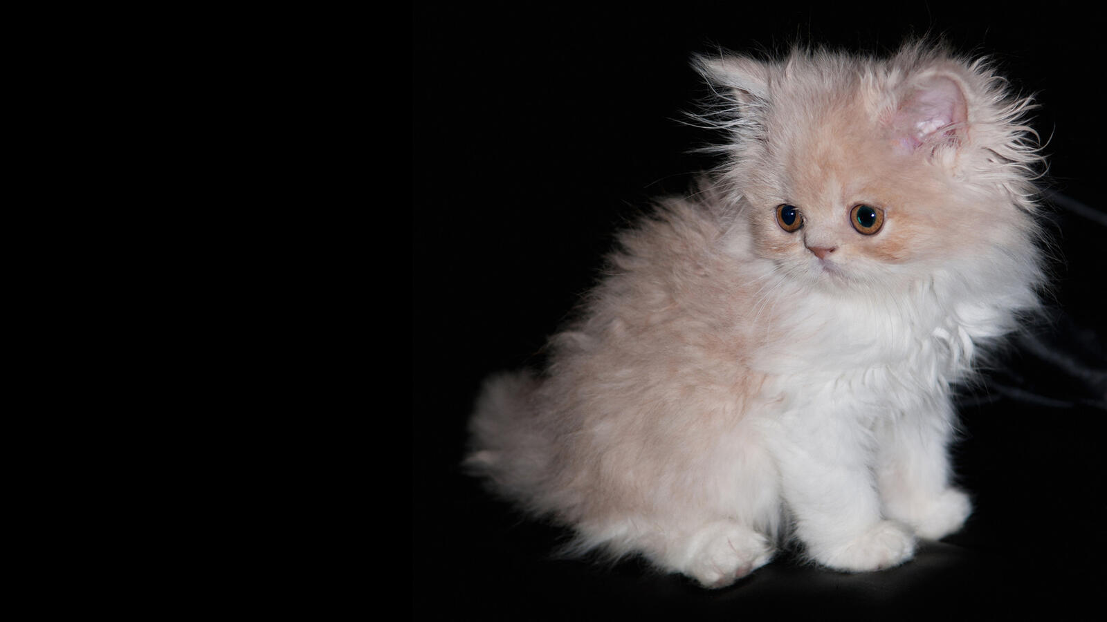 Wallpapers kitten Persian fluffy on the desktop