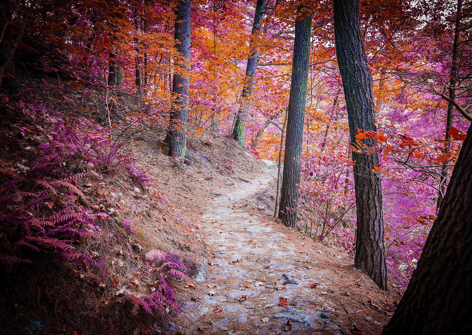 Wallpapers road through the forest landscapes autumn on the desktop