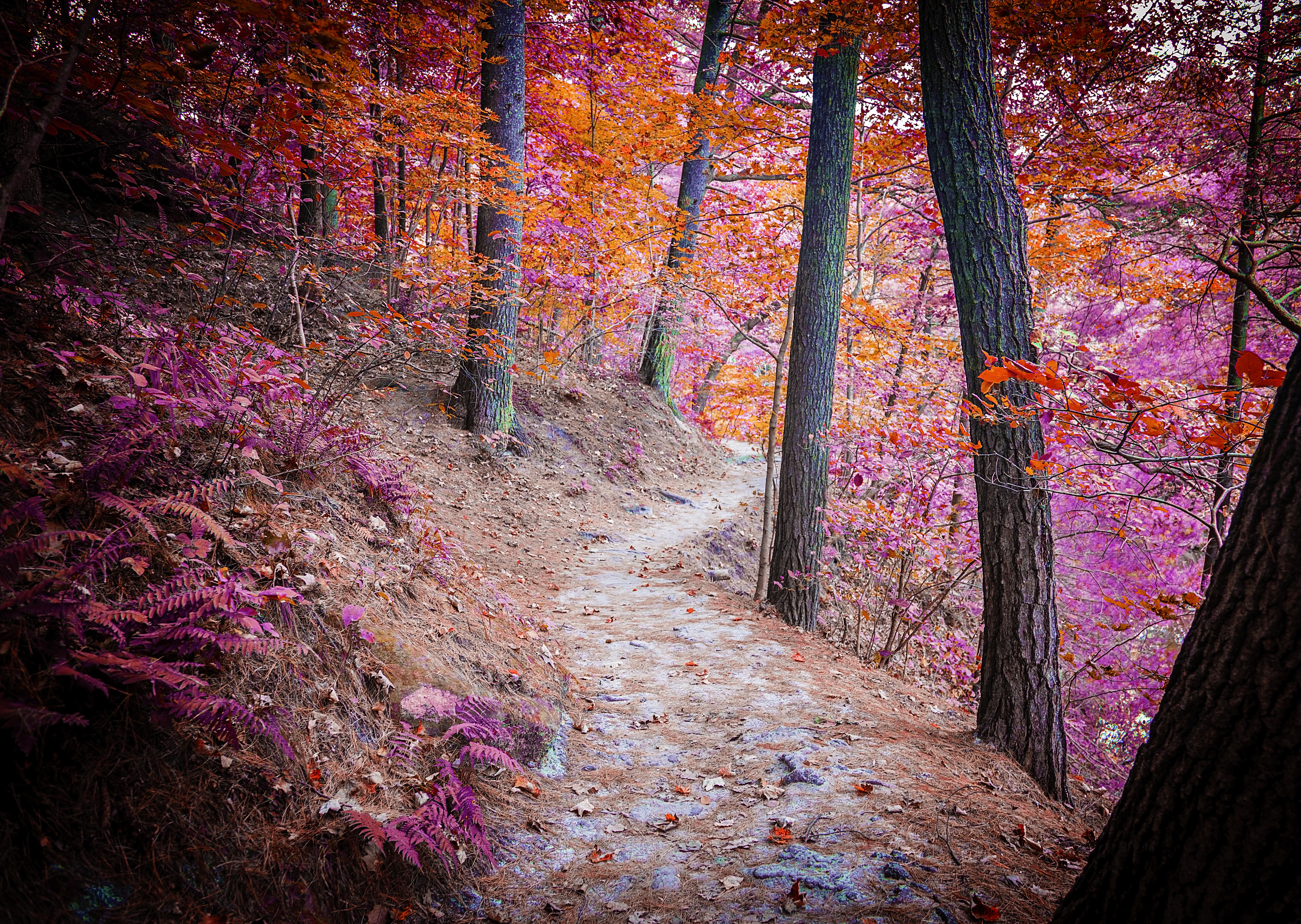 Фото бесплатно дорога по лесу, пейзажи, осень