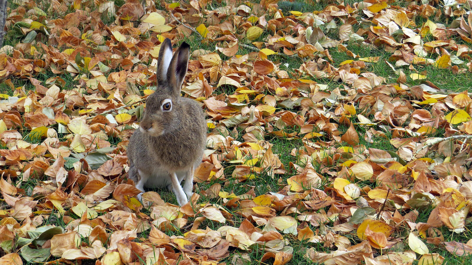 Wallpapers autumn hare rabbit on the desktop