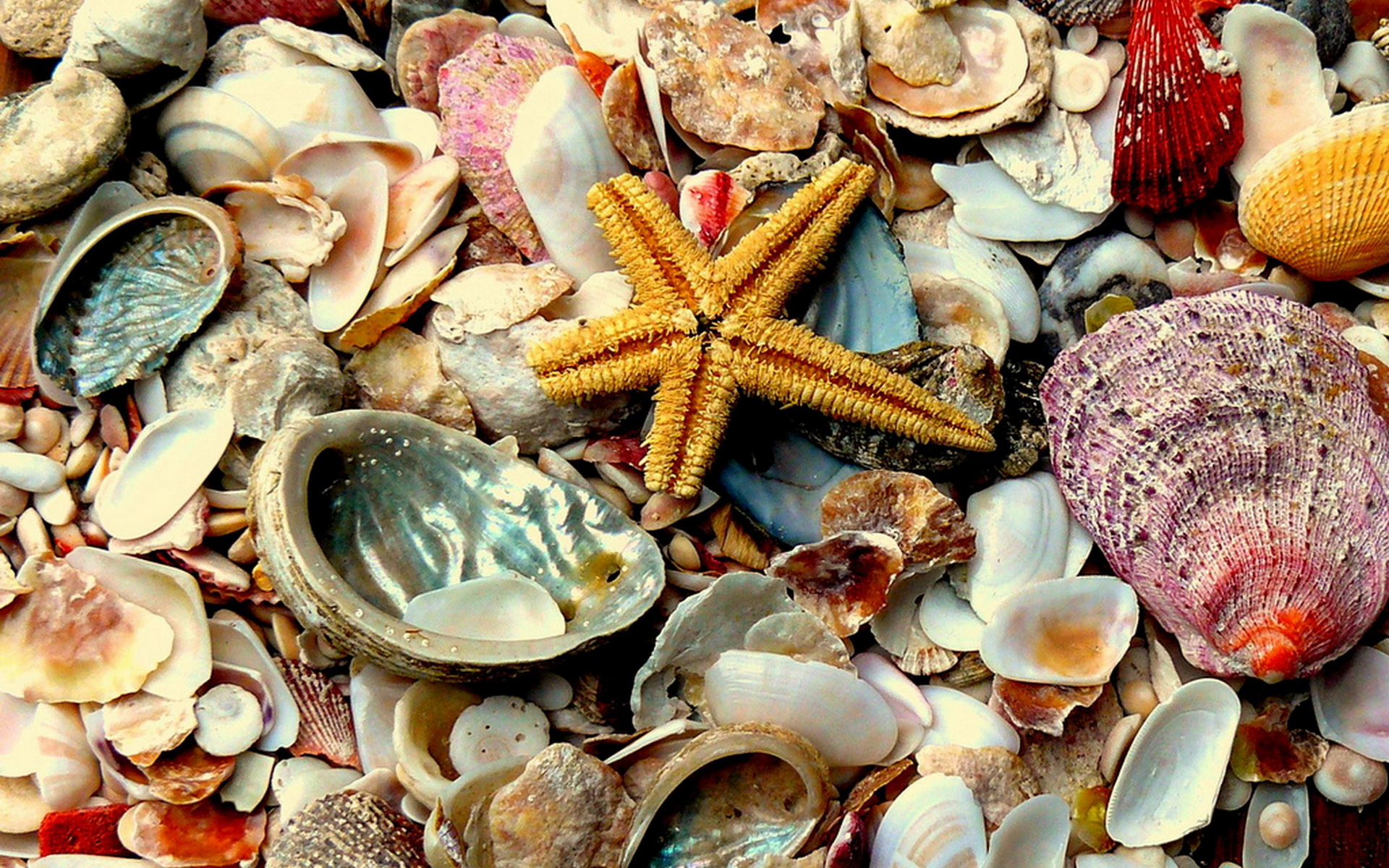 Wallpapers shells colored star on the desktop