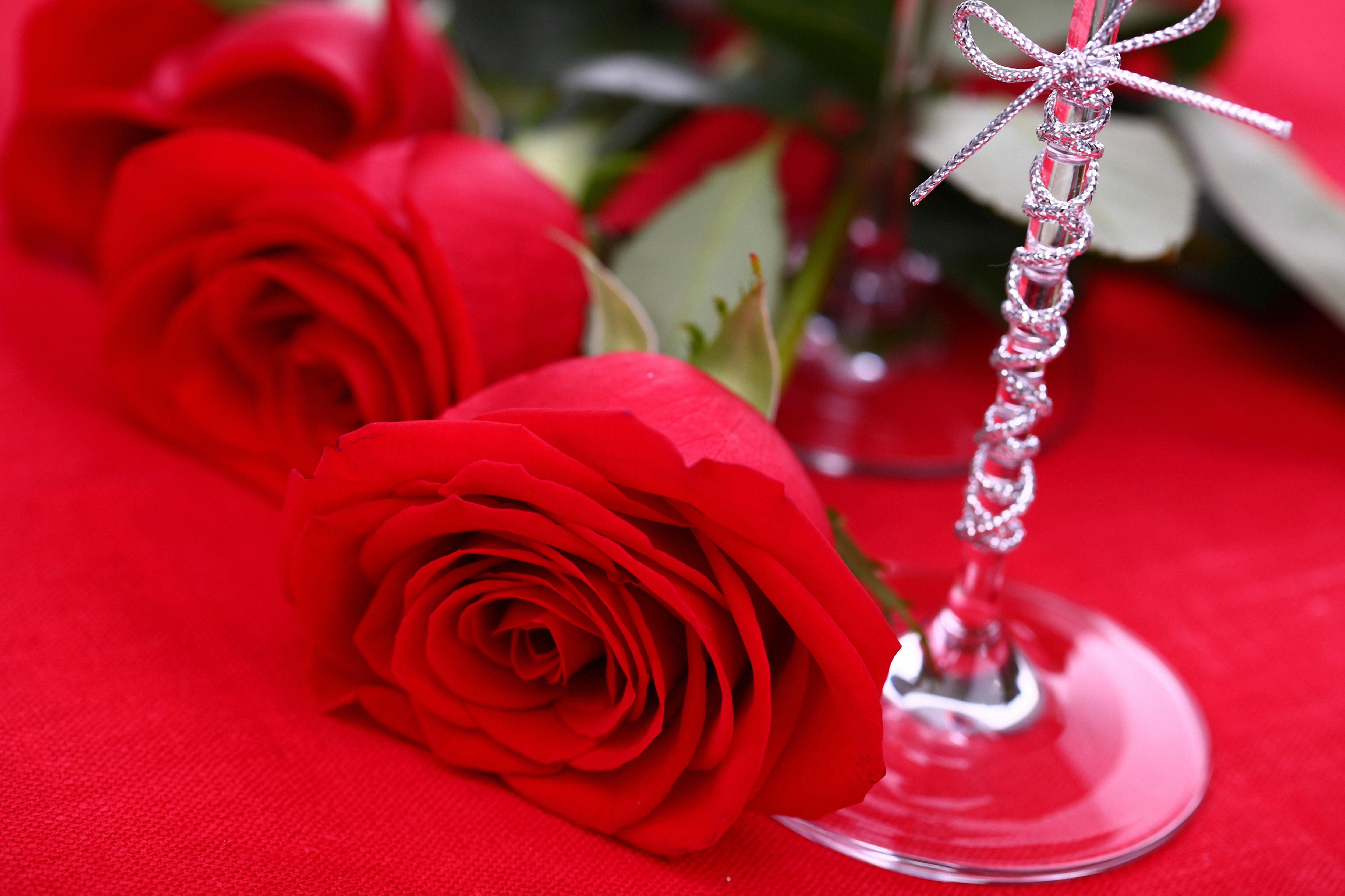 桌面上的壁纸玫瑰 红玫瑰 玫瑰花瓣