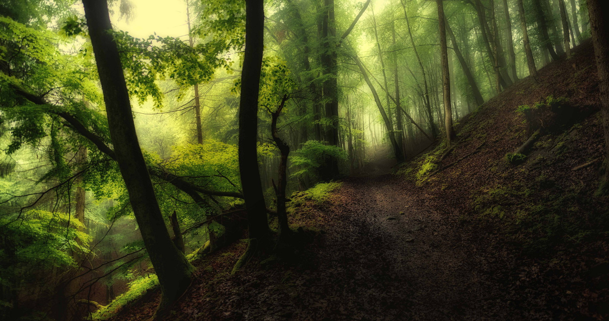 Фото бесплатно туман, зеленые листья, деревья