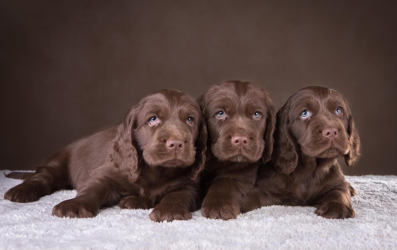 Wallpapers puppies chocolate spaniel on the desktop