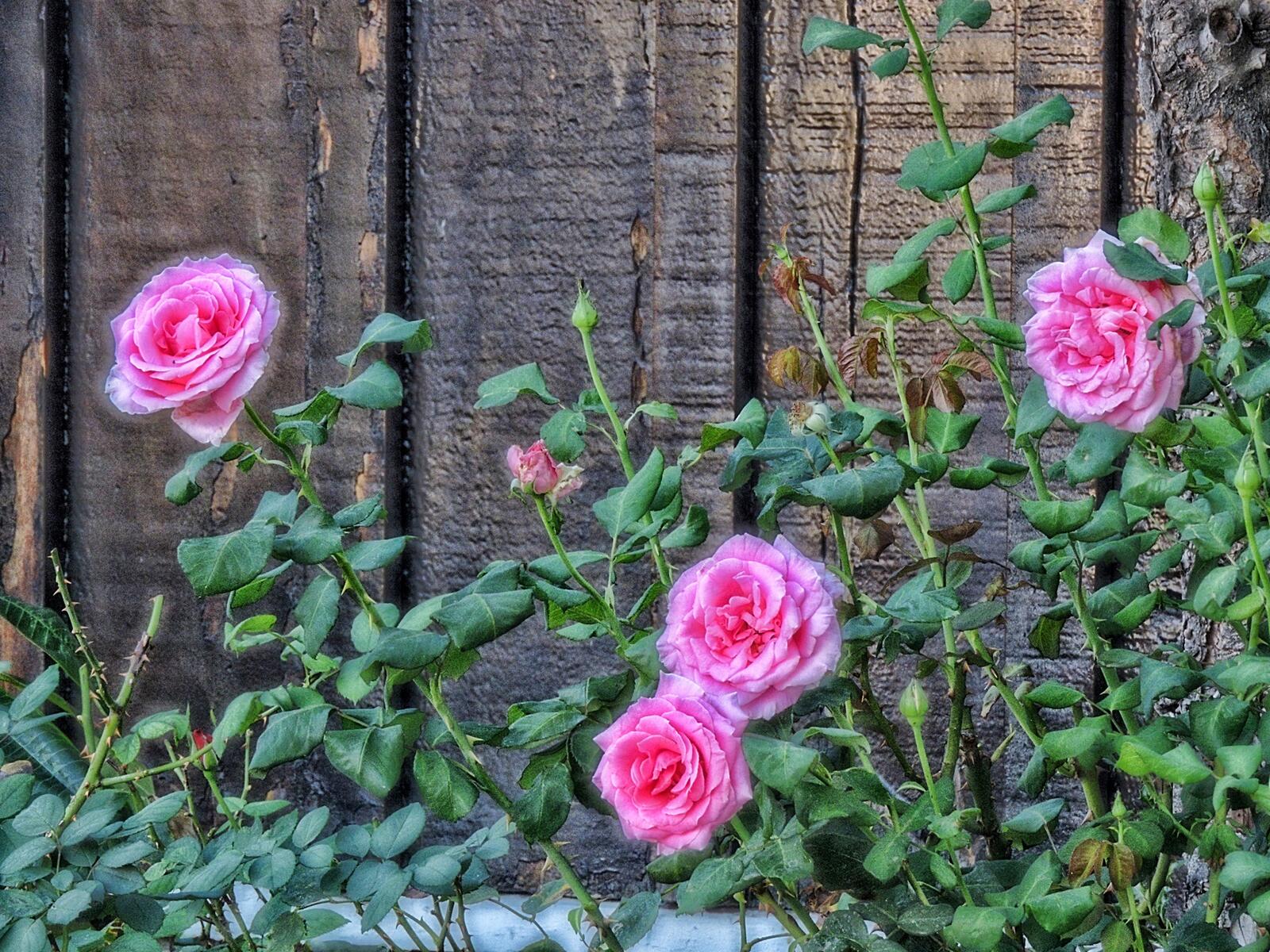 Wallpapers green leaves bush pink roses on the desktop
