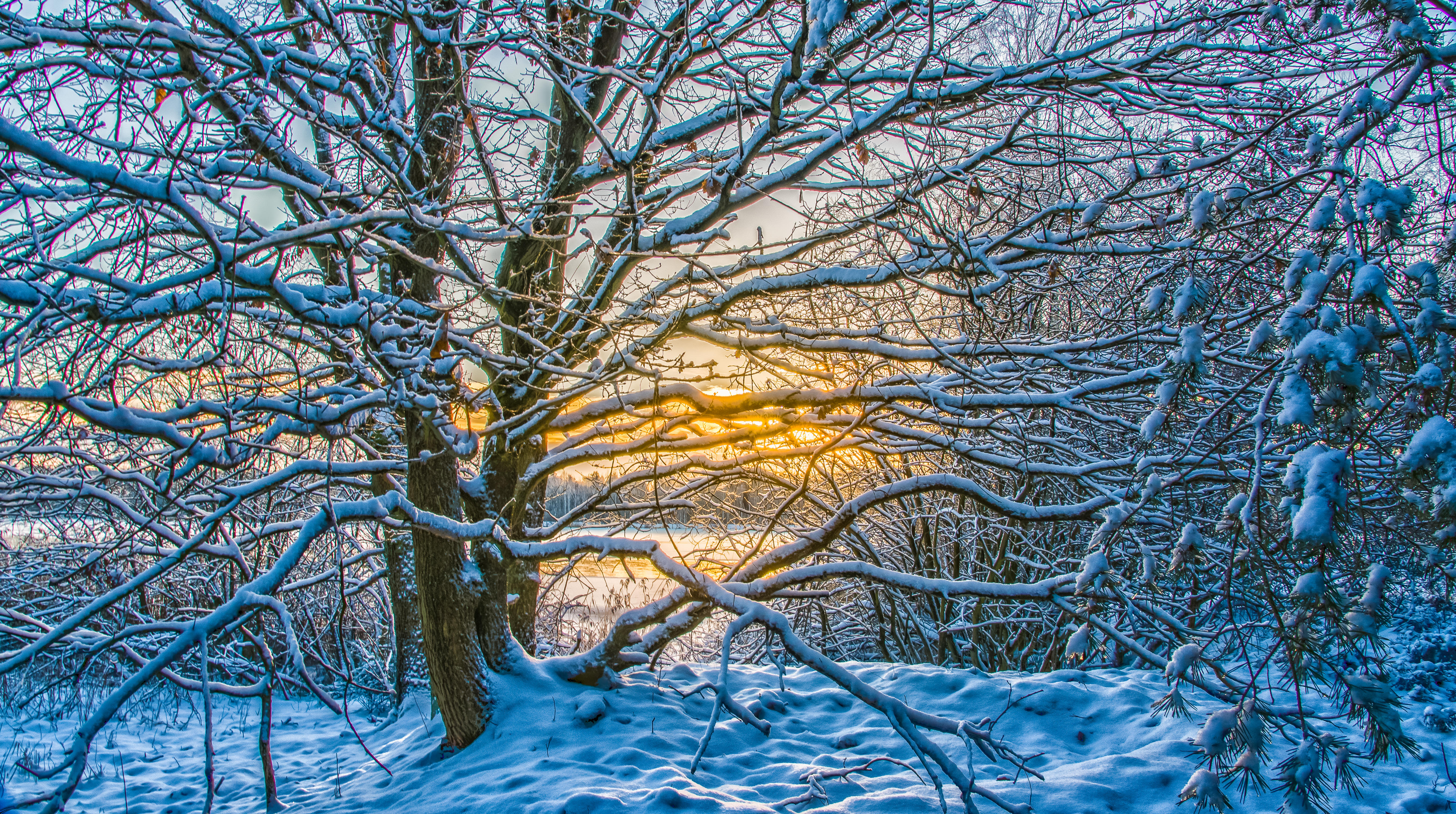 初雪中的森林日落